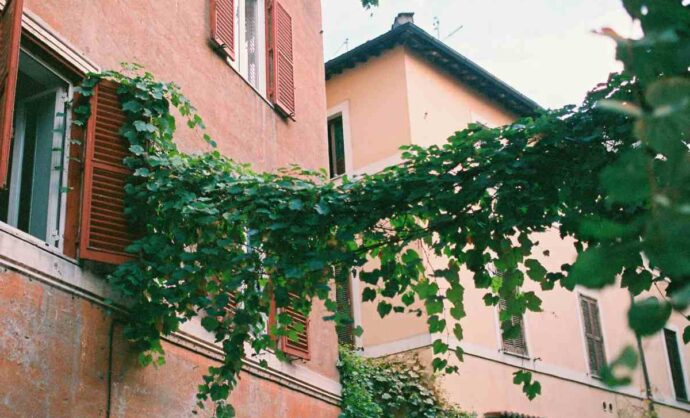 Edera su un palazzo antico
