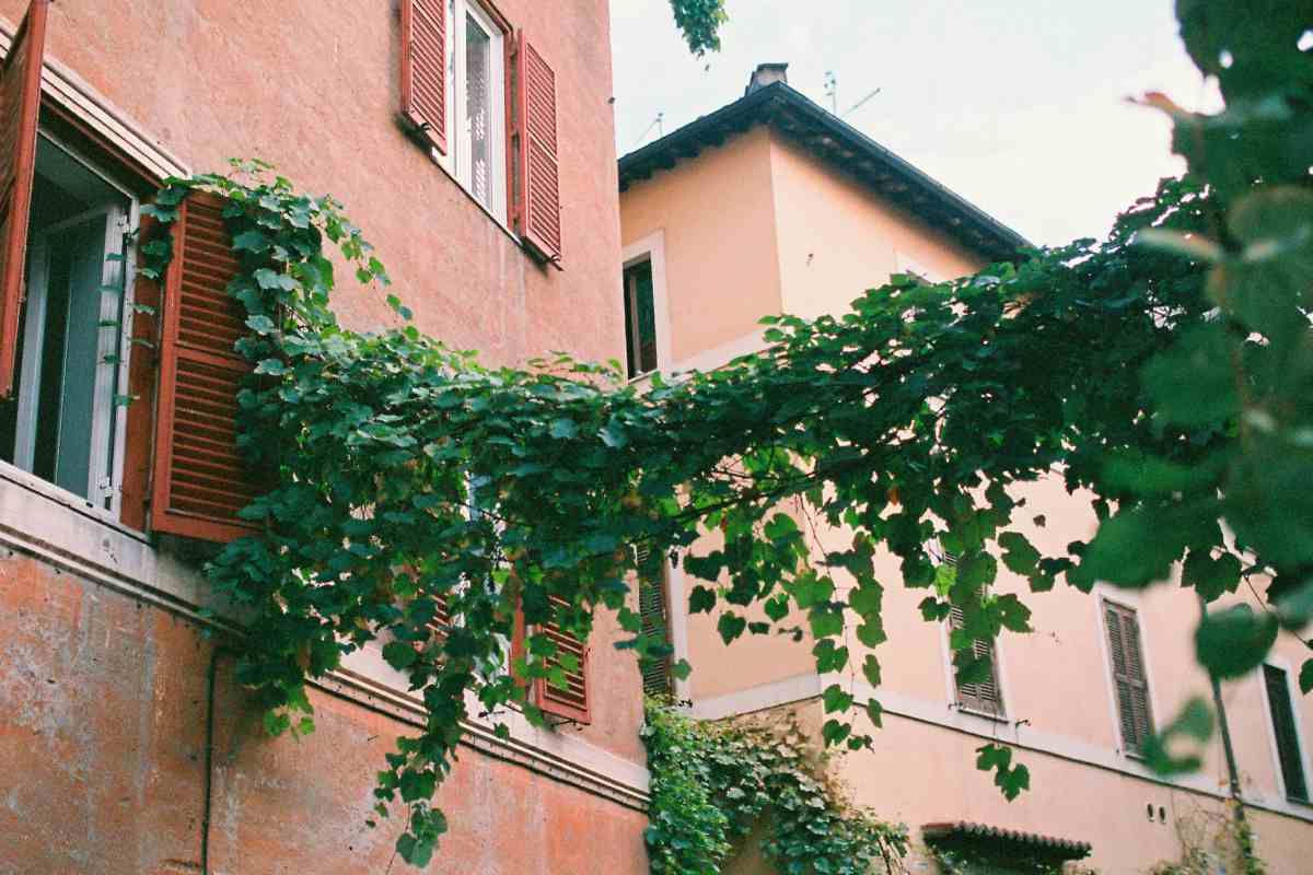 Edera su un palazzo antico